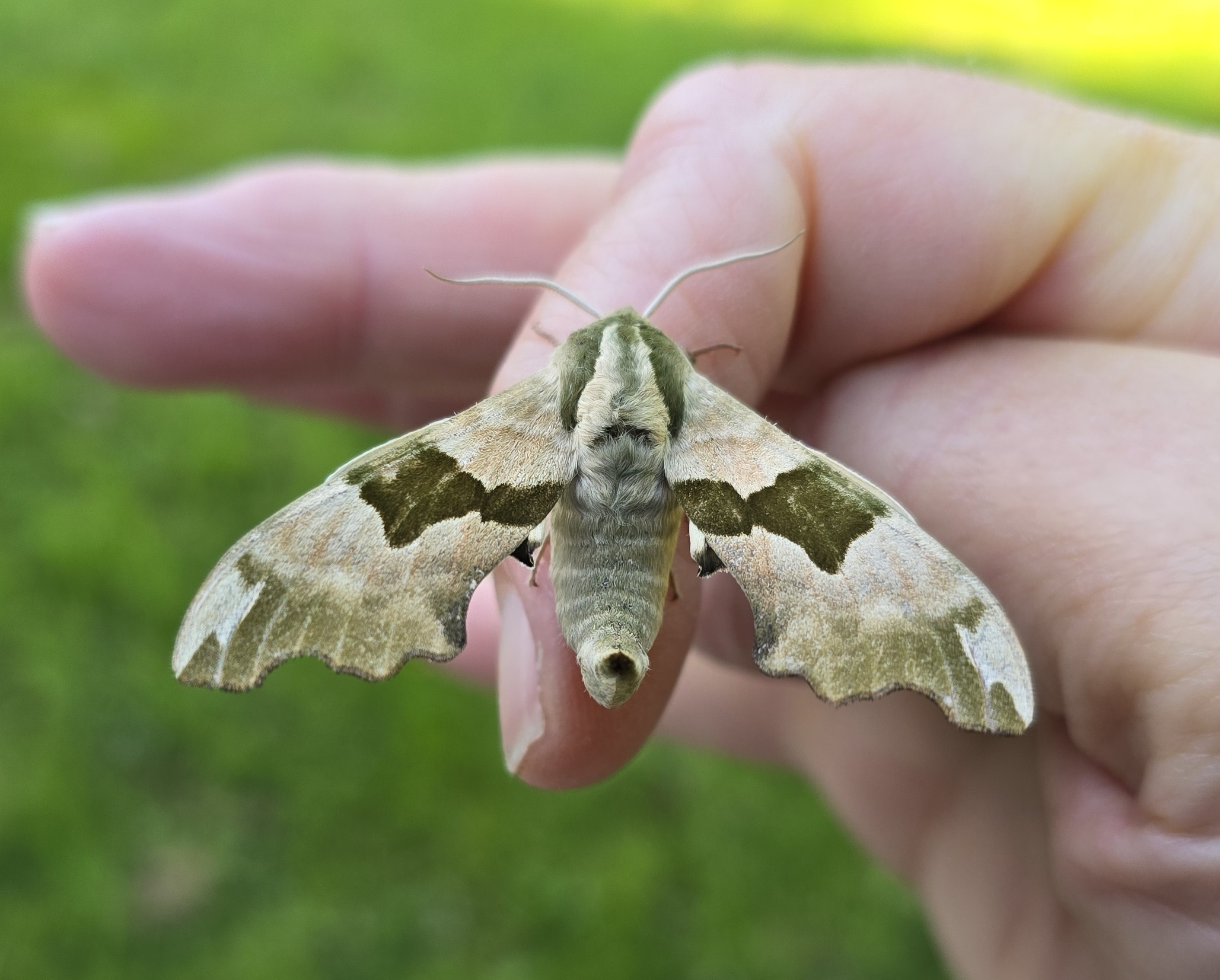 Photo of Lime Hawk-moth (Mimas tiliae)